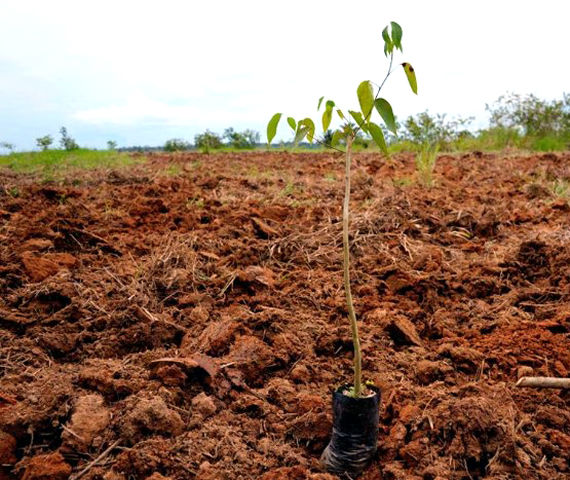 carbon offset crops